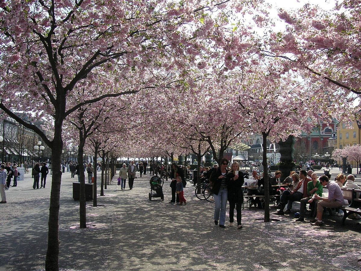 Photo de Kungsträdgården
